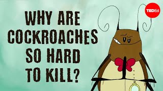 Why are cockroaches so hard to kill  Ameya Gondhalekar [upl. by Alleynad]