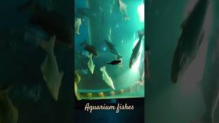 sealifeaquariumbiologyaquaculturepisciculturepisces fishworldoceanoshorts viralvideo [upl. by Griffis]