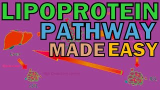 Introduction To The Lipoprotein Pathway Chylomicrons LDL VLDL HDL  PART 13 [upl. by Alletsirhc157]