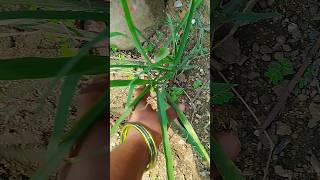 Medicinal herbs plantsyoutube vairalshortvideo [upl. by Adniles53]