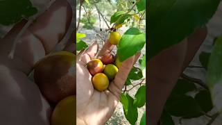 Jujubee fruitplease subscribe viralvideo [upl. by Barbaresi969]