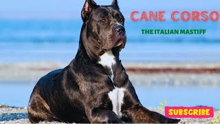 CANE CORSO ITALIAN MASTIFF [upl. by Leimad815]