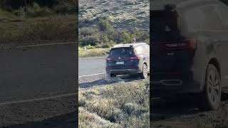 Puma decide tomar sombra debajo de un auto en La Patagonia [upl. by Vaios]