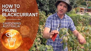 How to prune blackcurrants  Growing fruit and vegies  Gardening Australia [upl. by Ahrat]