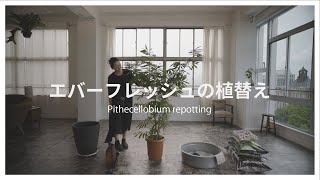 13【エバーフレッシュの植替え】Pithecellobium repotting [upl. by Nosille187]