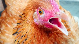 Chicken Sound Hen Video  Amazing Pets amp Animal [upl. by Swartz]