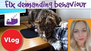 How to fix demanding cat behaviour [upl. by Atteloc803]