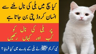 Billi Rakhne Ke Fayde  Billi ki jer ky faidy Benefits of Having a Cat at Home  Islamic Kahaniyan [upl. by Anikes87]