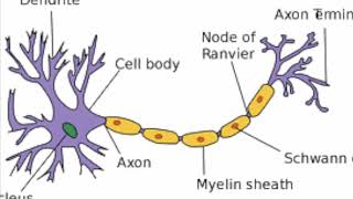 Types of Neuron [upl. by Nelyahs]