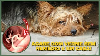 Use Essas 4 Ervas CASEIRAS NATURAIS BARATAS E FÁCEIS para Acabar com Verme em Cachorro e no Gato [upl. by Ecinehs96]