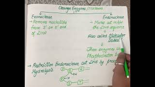 Endonuclease and Exonuclease  how restriction enzymes make cut [upl. by Markson]