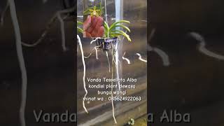 Vanda Tessellata Alba anggrek orchid shorts [upl. by Anirazc]