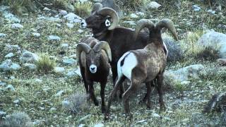 Bighorn Sheep rams butting [upl. by Hcaz]