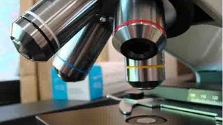 How To Use a Compound Light Microscope Biology Lab Tutorial [upl. by Ecirtra550]