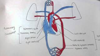 Pulmonary amp Systemic Circulation [upl. by Olivia]