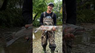 Steelhead in September steelhead fishing reels steelheadfishing streamfishing creekfishing [upl. by Ahcsap434]