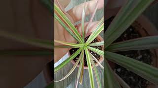 Dracaena Marginata flovers garden music plantlover flower [upl. by Ellenig455]