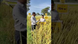 Green gold paddy seeds ग्रीन गोल्ड धान वैरायटी रिसर्च gold 78 [upl. by Heman]