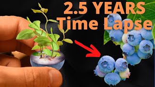 Growing Blueberries from Seeds to BERRIES Time Lapse [upl. by Auqenaj308]