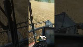 За рулём комбайна Case IH 5140 убираю пшеницу [upl. by Suilenrac]