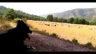 Un día con un ganado de ovejas y cabras tercera parte 2019 [upl. by Ver593]