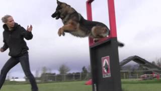 Obedience IPO Trained Versatility German Shepherd [upl. by Attemaj]