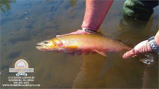 Yakima River Fly Fishing ReportSeptember 6th 2024Worley Bugger Fly Co [upl. by Moreen267]