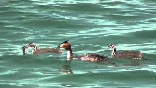 Svasso che offre cibo gambero ad un suo piccolo Bardolino sul Lago di Garda [upl. by Nosyla]