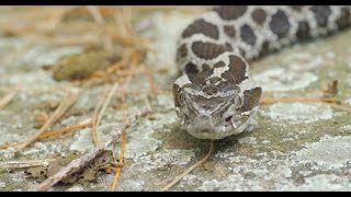 The Science in Saving the Massasauga Rattlesnake [upl. by Wystand]