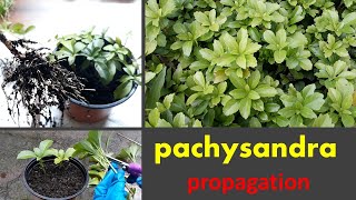 Pachysandra Propagate in soil and watergarden tipPachysandra cutting [upl. by Redman]