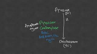 Significance of TCA cycle [upl. by Irak432]