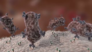 Antibody Immune Response shorts [upl. by Franciska]