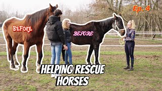 HELPING amp TRANSFORMING 3 RESCUE HORSES [upl. by Kcinnay]