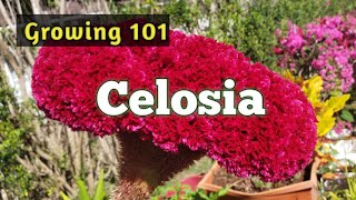 Gardening  Celosia Cristata Flowering Plants  How to Grow [upl. by Grishilda380]