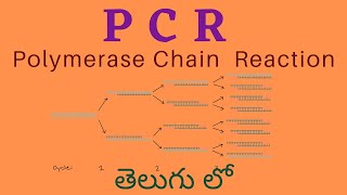 PCR Polymerase Chain Reaction తెలుగు లో [upl. by Helve]