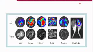 Xenografts and Allografts Allies in our war on cancer [upl. by Ardnasirk]