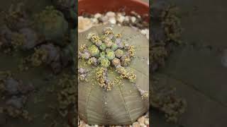 Las semillas de Euphorbia obesa saltan cuando están maduras [upl. by Mitchell669]