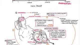 Parturition  Pregnancy Hormones Giving Birth [upl. by Anitneuq]