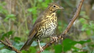 Song Thrush Birds Singing  Beautiful Relaxing Bird Sounds and Video [upl. by Sifan470]