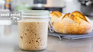 Understanding Sourdough Starter  feeding ratios leaven when to use what to feed [upl. by Meehahs505]