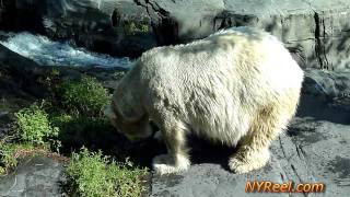 The Central Park Zoo In New York City [upl. by Larrabee]