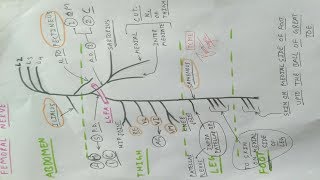 Femoral Nerve  Part 2  Diagram  Lower Limb Anatomy [upl. by Banky752]