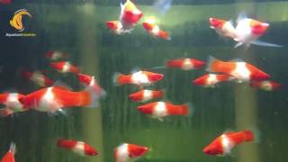 Kohaku Koi Swordtail Red White Red 5cm [upl. by Hector]