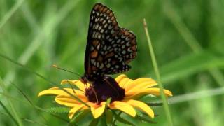 Baltimore Checkerspot Butterfly on a Blackeyed Susan Flower [upl. by Sivart899]