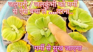 ll Water Lettuce Water Cabbage Pistia जलपरी  जलकुंभी [upl. by Stoddard]