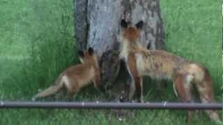 Mommy fox climbs a tree [upl. by Cirda818]