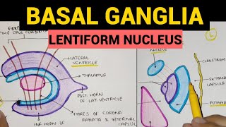 Basal Ganglia  2  Lentiform Nucleus [upl. by Irtimed530]