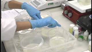 Plant Tissue Culture Media Preparation [upl. by Yeorgi]