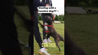 REACTIVE MUZZLED Dog Tries To Attack Dog Trainer Tom Davis dogobediencetraining [upl. by Lemej]