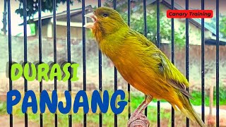 Kenari GACOR Masteran Burung Kenari PAUD amp Pancingan Kenari MACET BUNYI Ngerol Durasi Panjang 406 [upl. by Felder90]